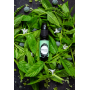 BOTANIC LA MENTHE